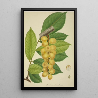 George De Alwis - Mon Jardin a Ceylan Pl150.webp