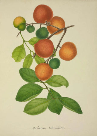 George De Alwis - Mon Jardin a Ceylan Pl155.webp