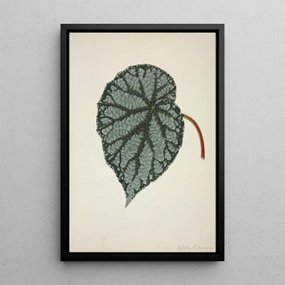 George De Alwis - Mon Jardin a Ceylan Pl164.webp