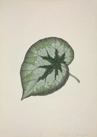 George De Alwis - Mon Jardin a Ceylan Pl167.webp