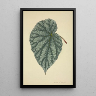 George De Alwis - Mon Jardin a Ceylan Pl173.webp