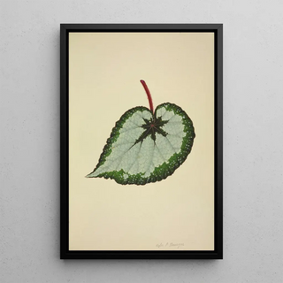 George De Alwis - Mon Jardin a Ceylan Pl178.webp