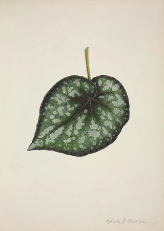 George De Alwis - Mon Jardin a Ceylan Pl189.webp