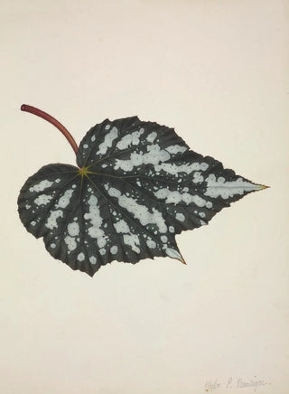 George De Alwis - Mon Jardin a Ceylan Pl191.webp