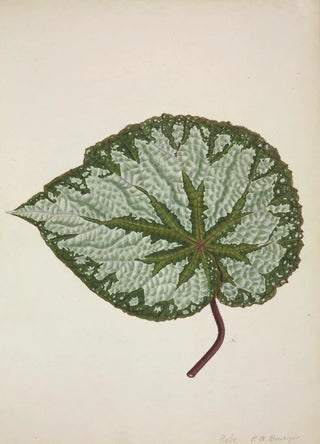 George De Alwis - Mon Jardin a Ceylan Pl199.webp