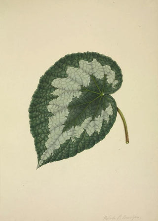 George De Alwis - Mon Jardin a Ceylan Pl203.webp