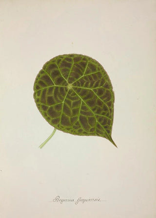 George De Alwis - Mon Jardin a Ceylan Pl239.webp