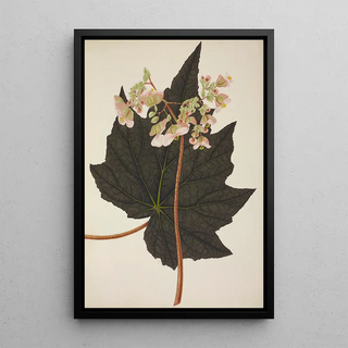 George De Alwis - Mon Jardin a Ceylan Pl242.webp