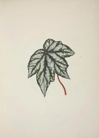 George De Alwis - Mon Jardin a Ceylan Pl250.webp