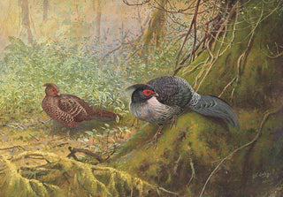George Edward Lodge - Nepal Kaleege.webp