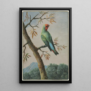 George Edwards - Rosy Faced Love Bird.webp