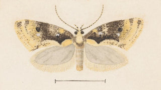 George Hudson - Entomology watercolour Pl051.webp