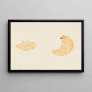 George Hudson - Entomology watercolour Pl084.webp