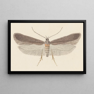 George Hudson - Entomology watercolour Pl114.webp
