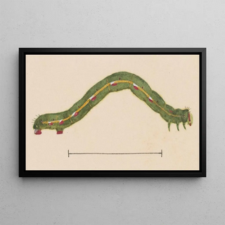 George Hudson - Entomology watercolour Pl116.webp