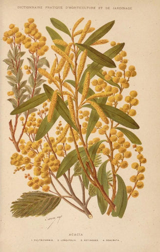 George Nicholson - Dictionnaire pratique dhorticulture Pl01.webp