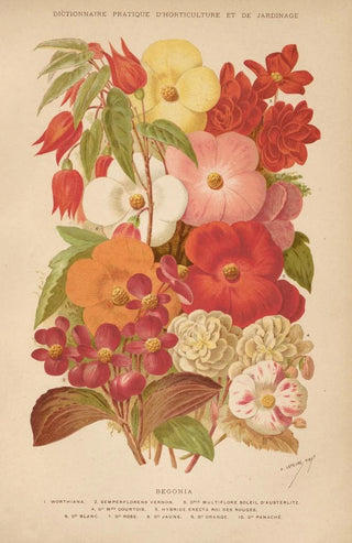 George Nicholson - Dictionnaire pratique dhorticulture Pl07.webp