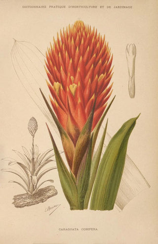 George Nicholson - Dictionnaire pratique dhorticulture Pl10.webp