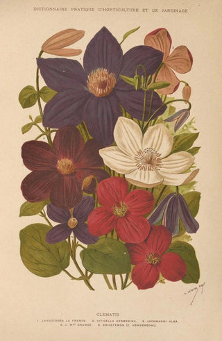 George Nicholson - Dictionnaire pratique dhorticulture Pl13.webp