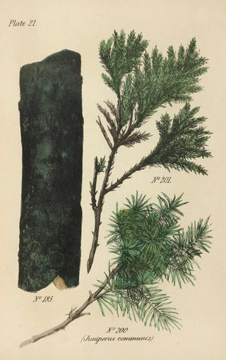 George Sampson Valentine Wills - A Manual of Vegetable Materia Medica Pl10.webp