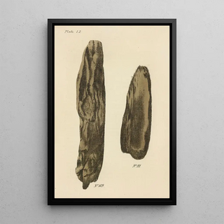 George Sampson Valentine Wills - A Manual of Vegetable Materia Medica Pl18.webp