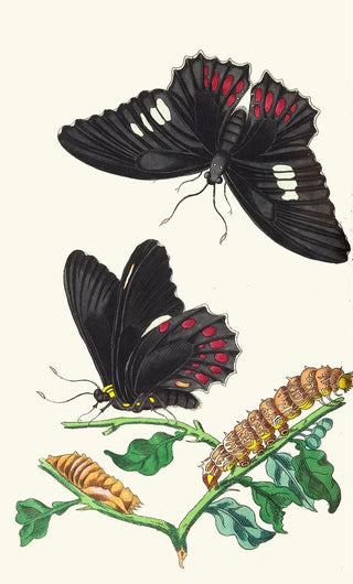 George Shaw - Anchises.webp