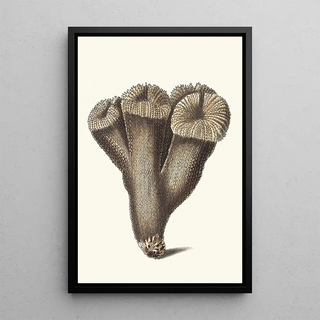 George Shaw - Thistle Madrepore.webp