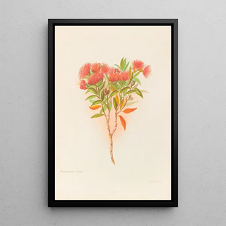 Georgina Burne Hetley - Metrosideros Lucida.webp