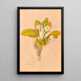 Georgina Burne Hetley - Oleria Insignis.webp