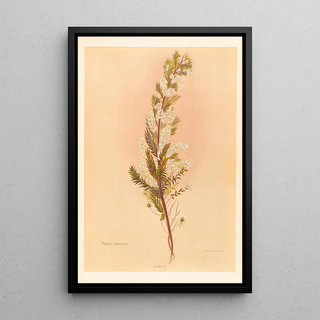 Georgina Burne Hetley - Pimelea Prostrata.webp