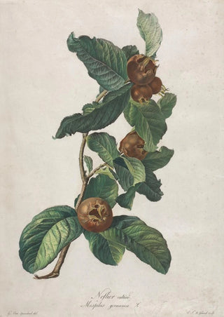 Gerard van Spaendonck - Cultivated Medlar Mespilus germanica.webp