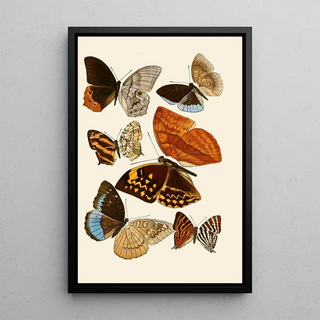 Gesellschaft Isis in Dresden - Deutsche entomologische Zeitschrift pl 4.webp