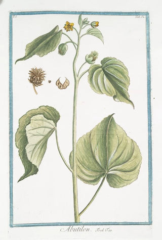 Giorgio Bonelli - Abutilon Flowering Maples.webp