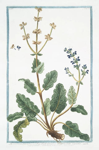 Giorgio Bonelli - Horminum Sylvestre floribus dilute azzureis in verticillum dispositis Ormino e Betonica Salvaiiea Ormin Clary Common Clarry Orvale Toutebonne Clear Eye See Bright Eyebright.webp