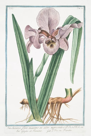 Giorgio Bonelli - Iris Susiana flore maximo ex albo nigricante Giglio di Faraone LIris ou Flambe.webp