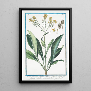 Giorgio Bonelli - Isatis sativa vel latifolia Isatis sive Glastum sativum Guado Pastel Woad.webp