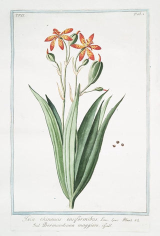 Giorgio Bonelli - Ixia chinensis ensiformibu Bermundiana maggiore Iris chinensis Leopard lily.webp