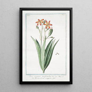 Giorgio Bonelli - Ixia chinensis ensiformibu Bermundiana maggiore Iris chinensis Leopard lily.webp