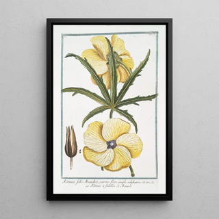 Giorgio Bonelli - Ketmia folio Manihot serrato flore amplo sulphureo Ketmie feuilles de Maniot.webp