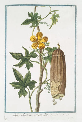 Giorgio Bonelli - Luffa Arabum semine albo Sponge gourd.webp