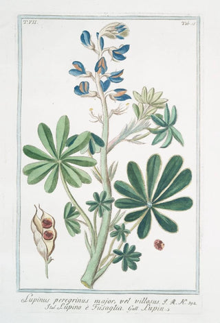 Giorgio Bonelli - Lupinus pergrinus major vel villosus Lupino Fusaglia Lupin.webp