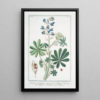 Giorgio Bonelli - Lupinus pergrinus major vel villosus Lupino Fusaglia Lupin.webp