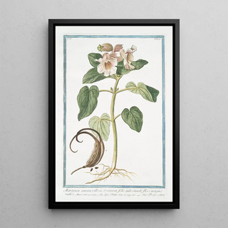 Giorgio Bonelli - Martynia annua villosa et viscosa folio subrotundo flore magno rubro Proposcitea Horncapsuled Martynia Common Unicorn Plant Common Devils Claw Rams Horn Proboscis Flower.webp