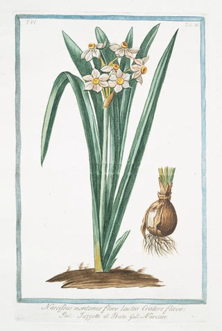 Giorgio Bonelli - Narcissus montanus flore lacteo cratere flavo Tazzetta di Prato Narcisse Mountain daffodil.webp