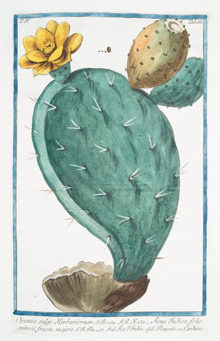 Giorgio Bonelli - Opuntia vulgo Herbariorum Ficus Indica folio spinoso fructu majore Fico dIndia Raquette ou Cardasse Prickly Pear Indian Fig.webp
