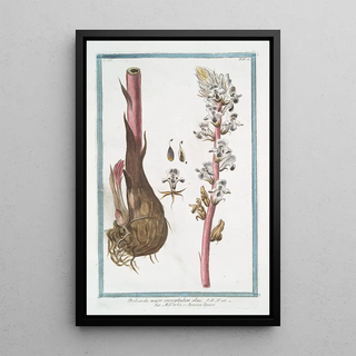 Giorgio Bonelli - Orobanche major caryophylum olens Malerba e Amazza legumi Broomrape.webp