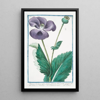 Giorgio Bonelli - Papaver hortense nigro semine sylvestre Discoridis nigrum Plnii Papavero negro Poppy.webp