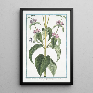 Giorgio Bonelli - Phlomis Narbonensis Hormini folio flore purpurascente Herba vneti MonspeliensibusPhlomis Taurica Sage.webp