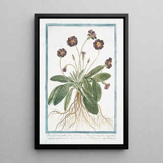 Giorgio Bonelli - Primula varis rubro fiore Primula veris flore sanguineo simplici umbilico croceo Fiori di Primavera Primevere.webp