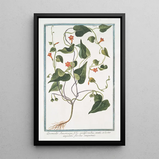 Giorgio Bonelli - Quamoclit Americana foliis cordiformibus acutis et leviter angulatis floribus sanguineis.webp